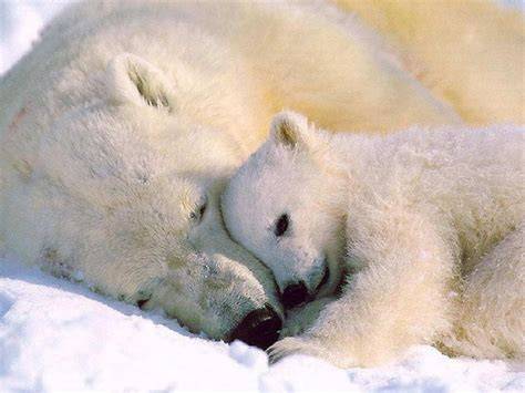 Dzień Niedźwiedzia Polarnego w żłobku